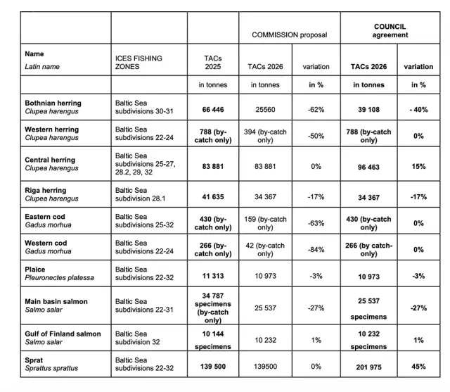 Dorsz w Bałtyku 2026: Połów dozwolony? Wszystkie zasady i limity.
