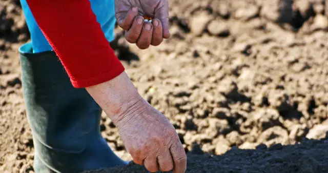 Co siać we wrześniu, aby uniknąć nieudanych plonów przed zimą
