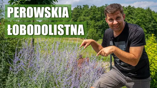 Perowskia: Kiedy sadzić i jak zapewnić jej sukces w ogrodzie?