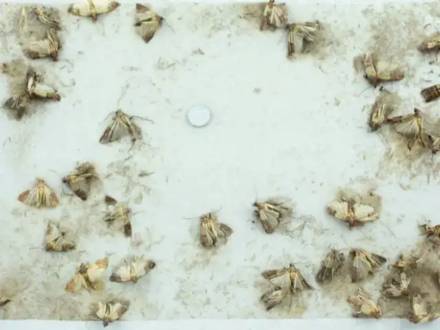 Czym żywią się mole i jak chronić swoje jedzenie przed nimi