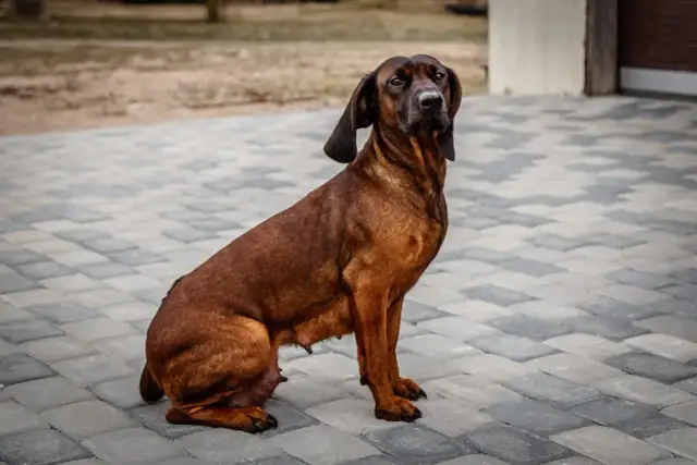Posokowiec bawarski o rudym umaszczeniu siedzi na bruku, prezentując swój charakterystyczny, czujny wzrok.