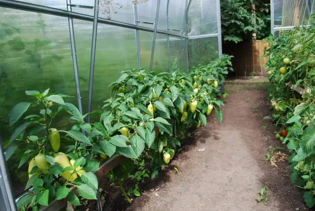 Jak uprawiać paprykę w szklarni, unikając najczęstszych błędów