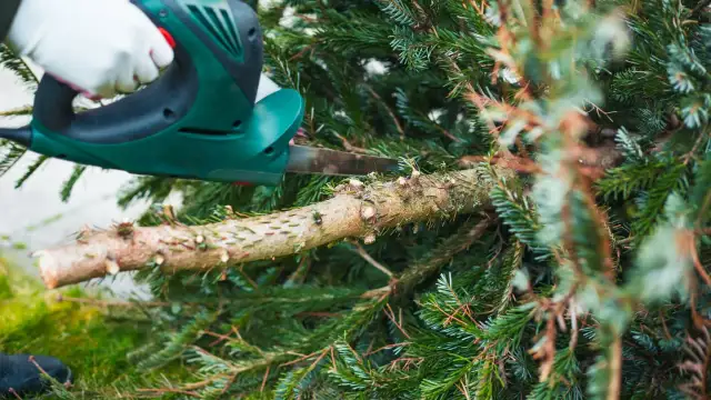 Czy można wyciąć świerk na działce ROD bez zgody? Sprawdź zasady