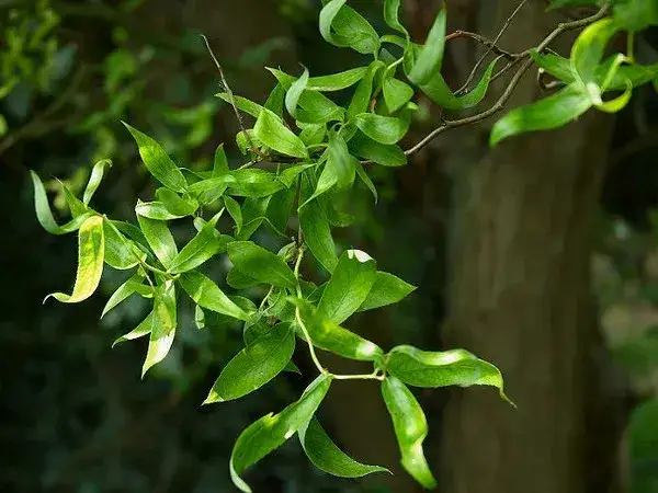 Jak przycinać wierzby, aby uniknąć błędów i zapewnić zdrowy wzrost