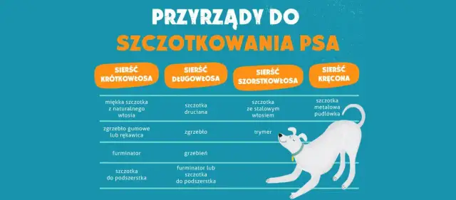 Czym czesać psa z krótką sierścią, aby uniknąć kłopotów z pielęgnacją?