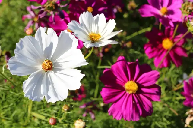 Dlaczego kosmos nie kwitnie w Twoim ogrodzie: 5 najczęstszych przyczyn