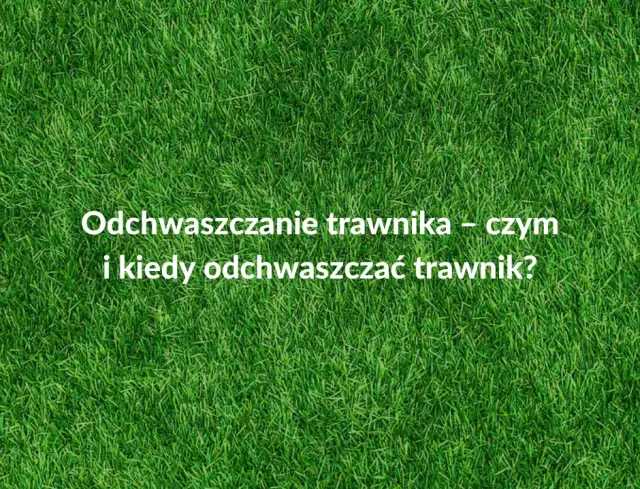Kiedy opryskiwać chwasty na trawniku, aby uniknąć ich rozwoju?