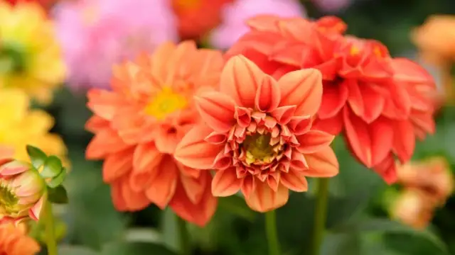 Dalia jak uprawiać - sprawdzone metody i najczęstsze błędy w pielęgnacji