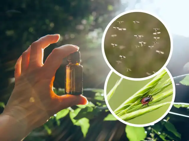 Jakich olejków nie lubią kleszcze? Skuteczne sposoby na ochronę