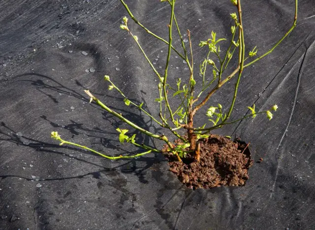 Młoda sadzonka borówki amerykańskiej z pąkami na gałązkach, posadzona na czarnej agrowłókninie.