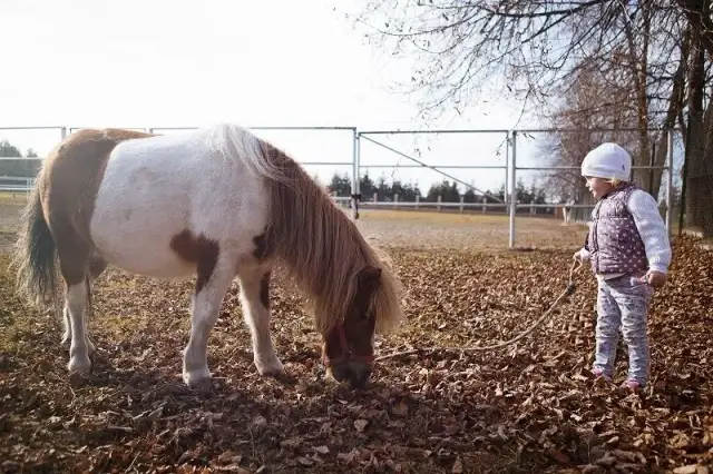 Stadnina koni Leśna Wola Rzeszów - najlepsze lekcje i wydarzenia jeździeckie