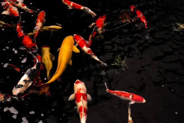 Wodne tańce rybek koi, symbolizujących szczęście i pomyślność. Wśród nich złote i wielobarwne okazy.