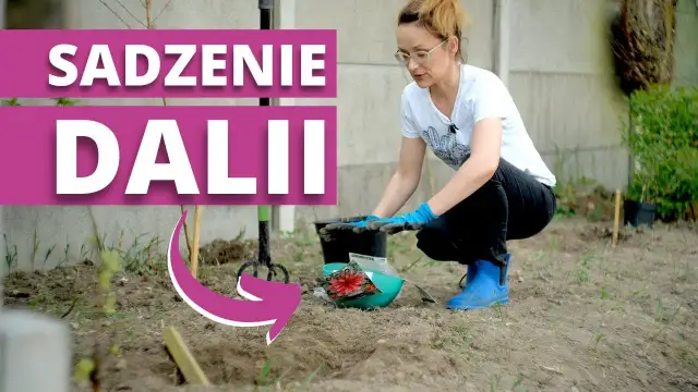 Jak sadzić georginie: krok po kroku, by uniknąć błędów w ogrodzie