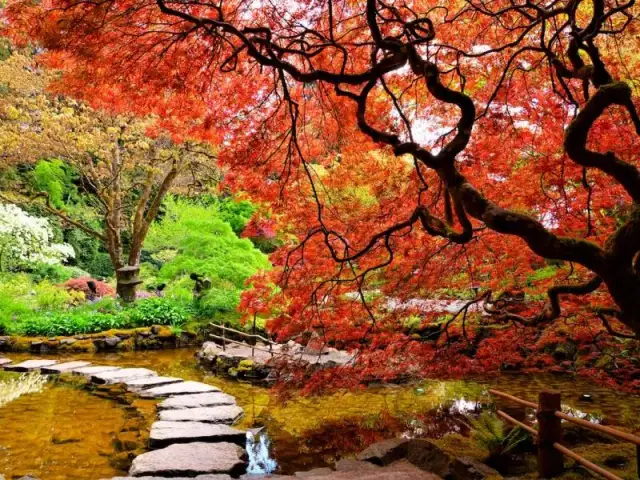 Jak prawidłowo sadzić klony w ogrodzie i uniknąć błędów w pielęgnacji