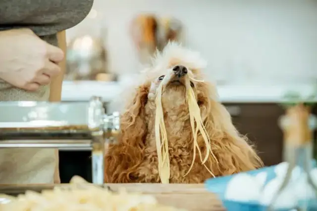 Czy pies może jeść makaron? Dowiedz się, jak to robić bezpiecznie