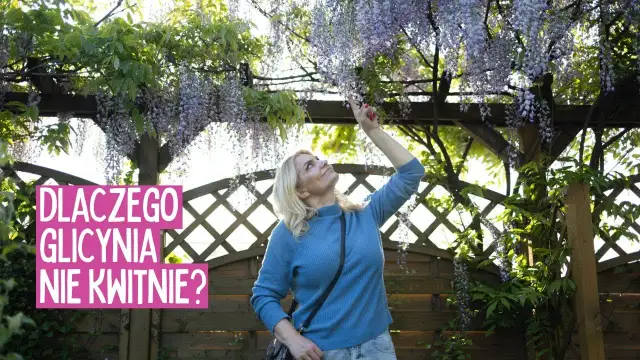 Glicynia nie kwitnie? Sekrety obfitego kwitnienia i porady