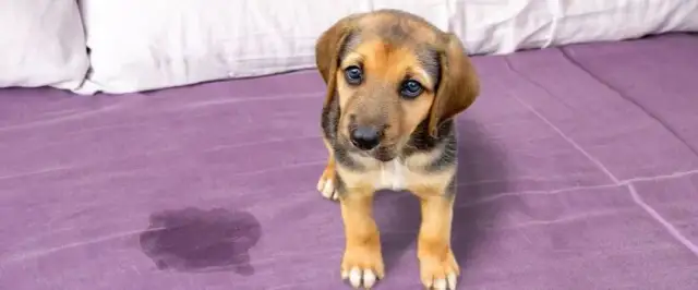 Jak nauczyć szczeniaka czystości - skuteczne metody i porady