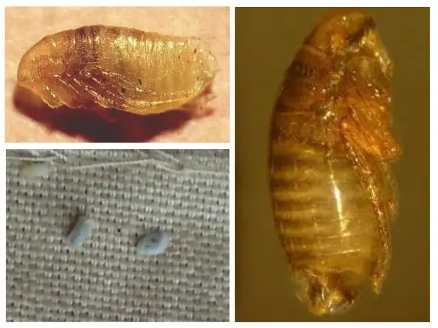 Pchły jak się rozmnażają – poznaj ich szybki cykl życia i skutki