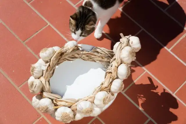 Czosnek dla kotów: dlaczego jest niebezpieczny i co robić?