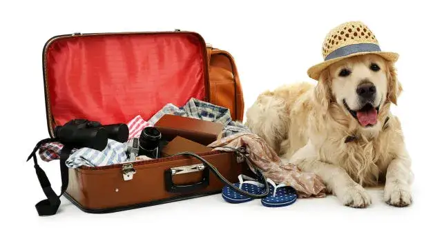 Czy Ryanair przewozi psy? Poznaj zasady i uniknij rozczarowania