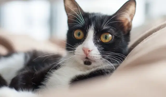 Czy koty mogą jeść cukier? Dowiedz się, dlaczego to niebezpieczne!