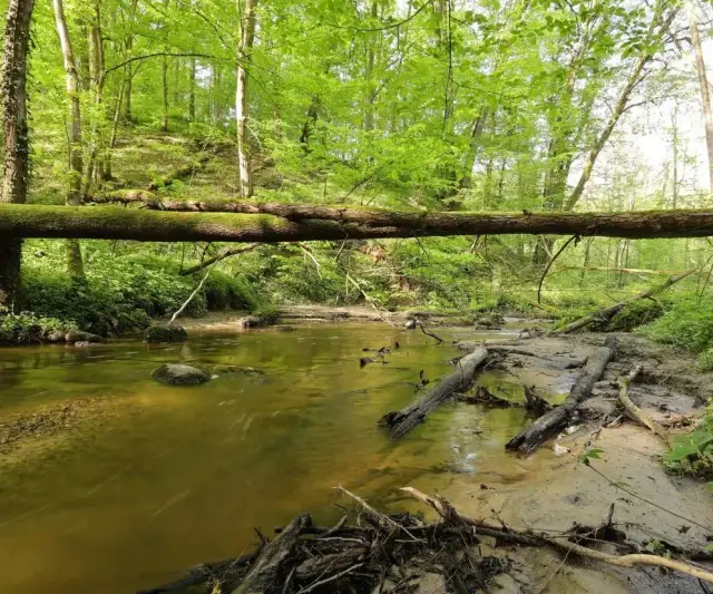 Rezerwaty przyrody Kujawsko Pomorskie - odkryj unikalne miejsca i ich tajemnice