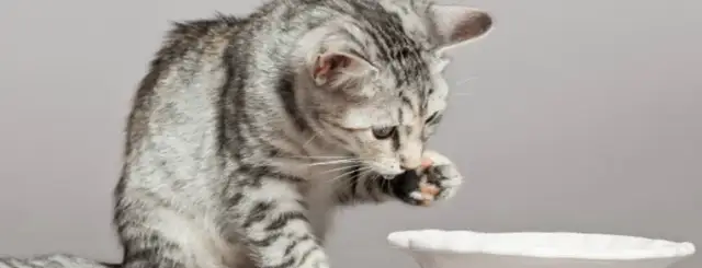 Jakie mleko dla małego kotka? Najlepsze opcje i ważne informacje