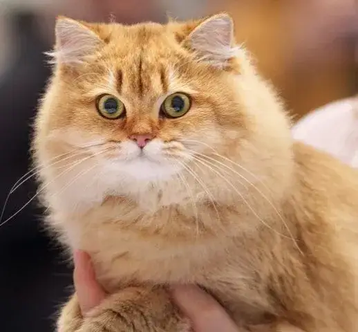 Ile czasu odrasta sierść u kota? Poznaj kluczowe czynniki wpływające na wzrost