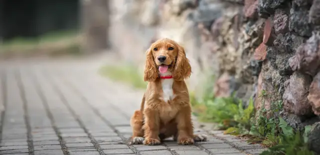 Spaniel włosy czy sierść – jak dbać o unikalną sierść cocker spaniela