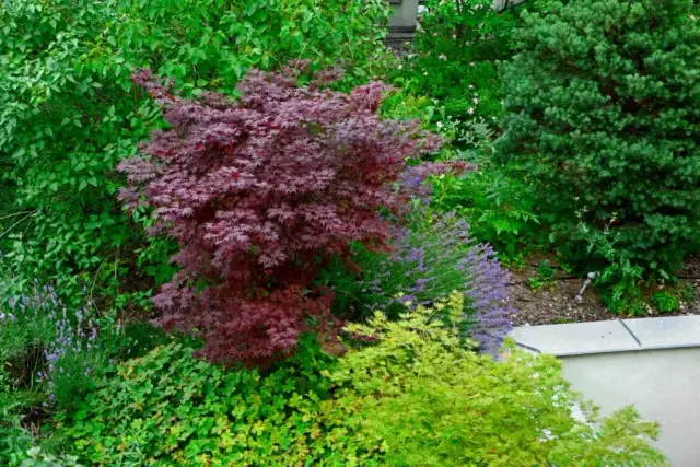 Twój klon w ogrodzie: Jak sadzić, by rósł zdrowo i pięknie?