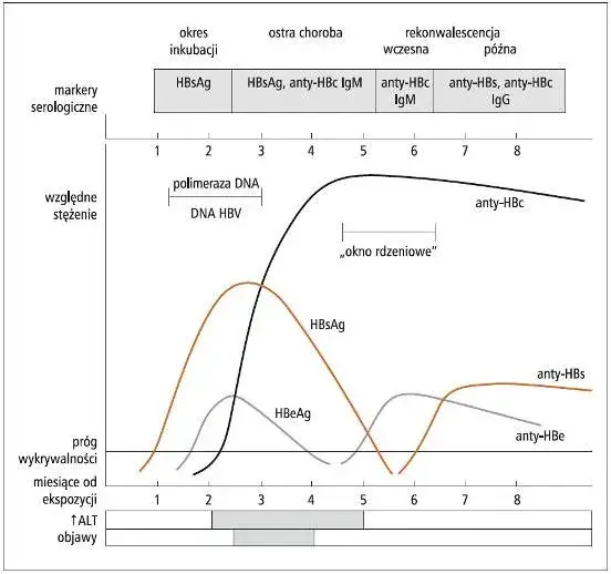 HBsAg: Zrozum swój wynik! Interpretacja i co robić dalej