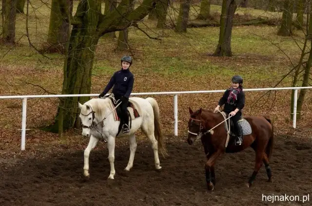 Jakie są przedmioty w technikum hodowli koni? Odkryj kluczowe informacje