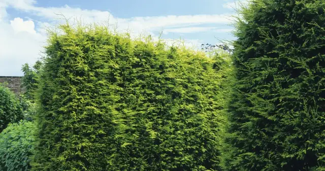 Cyprys czy tuja - który wybór zapewni piękny żywopłot?