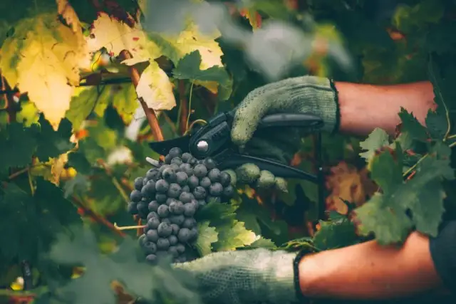 Jak sadzić winogron jesienią, aby uniknąć błędów i mrozów
