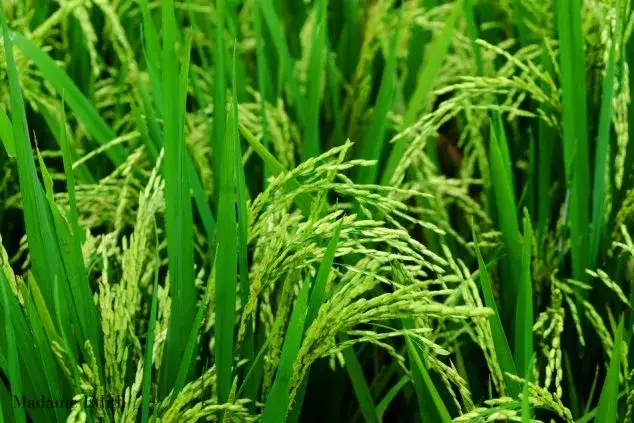 Jak rośnie ryż? Od sadzonki do ziarna sekrety uprawy i zbiorów