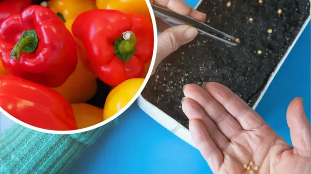 Jak głęboko siać paprykę, aby uzyskać zdrowe i obfite plony