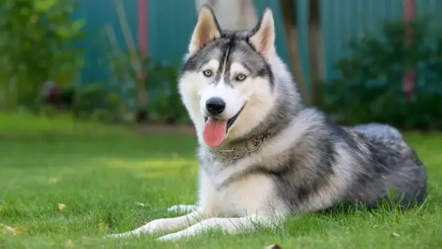 Pies jak husky – rasy o podobnym wyglądzie i charakterze, które warto poznać