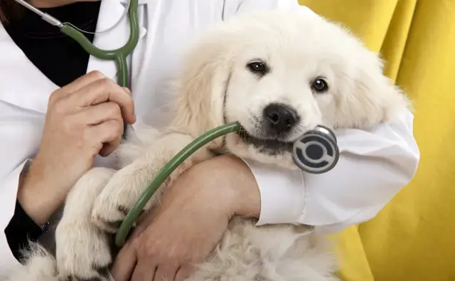 Dlaczego szczeniak wymiotuje? Poznaj przyczyny i sygnały alarmowe