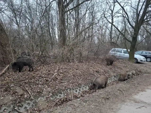 Dziki na osiedlu: Czy wiesz, jak bezpiecznie reagować i chronić dom?