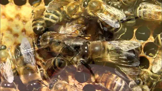 Jak rozmnażają się pszczoły? Odkryj sekrety ich niezwykłego życia