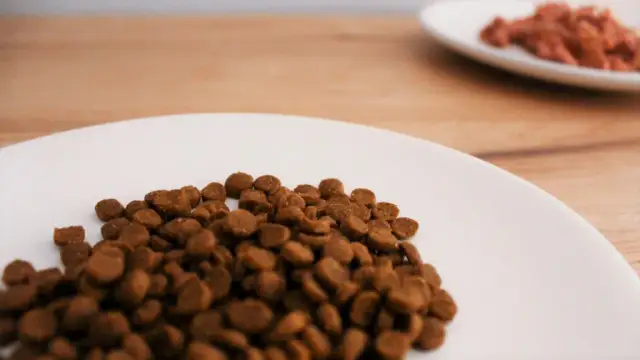 Ile waży 1 łyżka suchej karmy dla psa? Sprawdź, by nie pomylić się