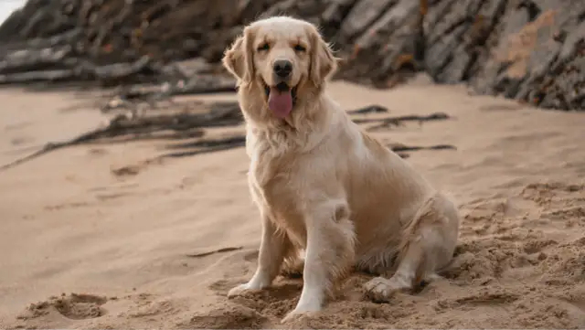 Golden Retriever: Kiedy naprawdę dorasta? Fizycznie i mentalnie.