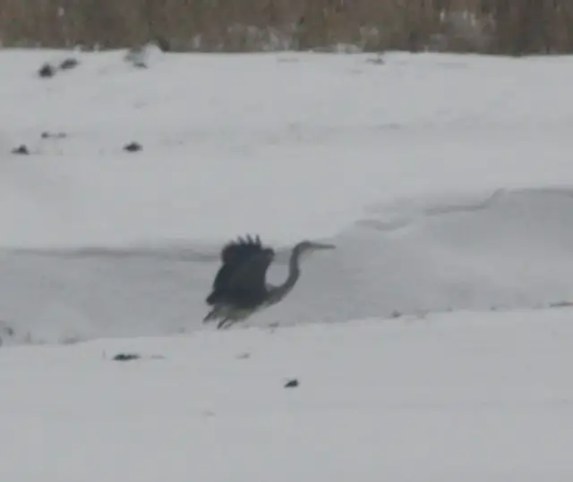 Gdzie zimują czaple? Odkryj zaskakujące miejsca ich zimowania