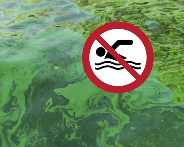 Jak wyglądają sinice w Bałtyku i dlaczego warto je znać