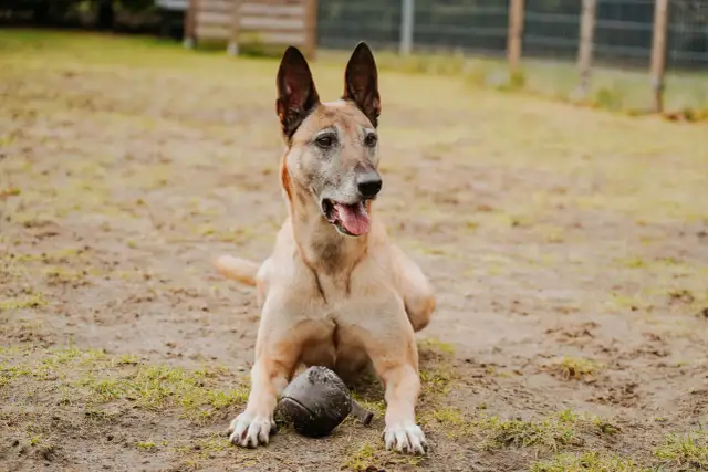Szkolenie dorosłego psa: Nigdy nie jest za późno na posłuszeństwo!