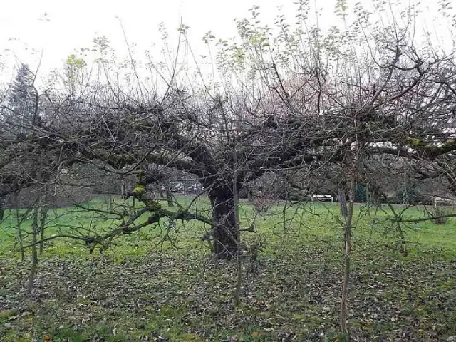 Jak przyciąć starą jabłoń? Odmładzanie krok po kroku