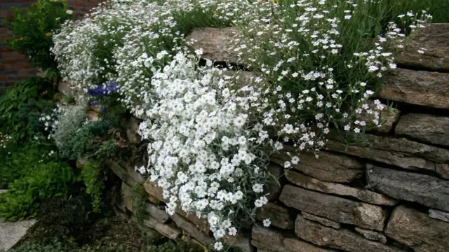 Gipsówka w ogrodzie: uprawa krok po kroku do bujnego kwitnienia
