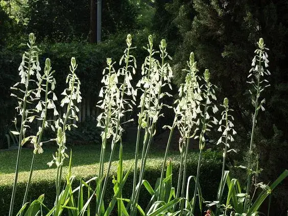 Galtonia kiedy sadzić, aby uniknąć problemów z jej wzrostem?