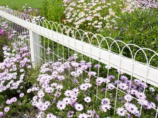 Kwiatowa rabata wzdłuż białego ogrodzenia, pełna fioletowych i białych margaretek.