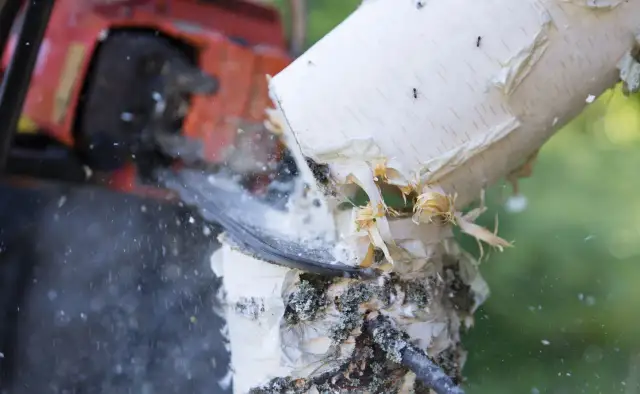 Czy można wyciąć drzewa samosiejki? Sprawdź przepisy i wymagania